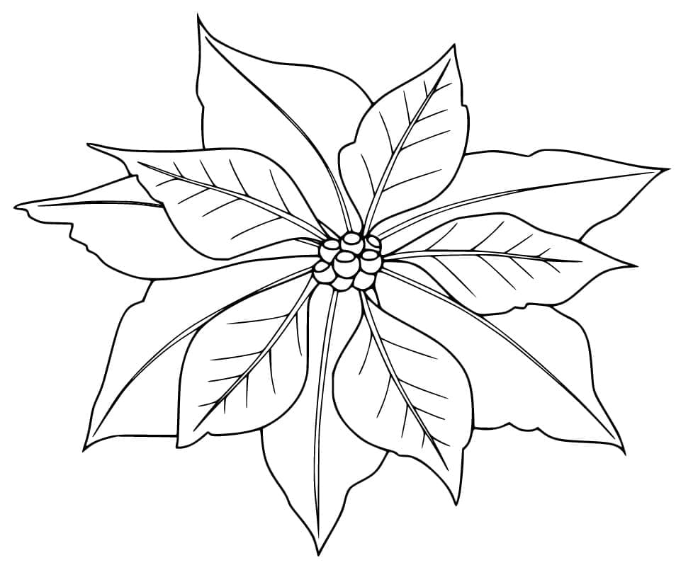 Lovely Poinsettia coloring page