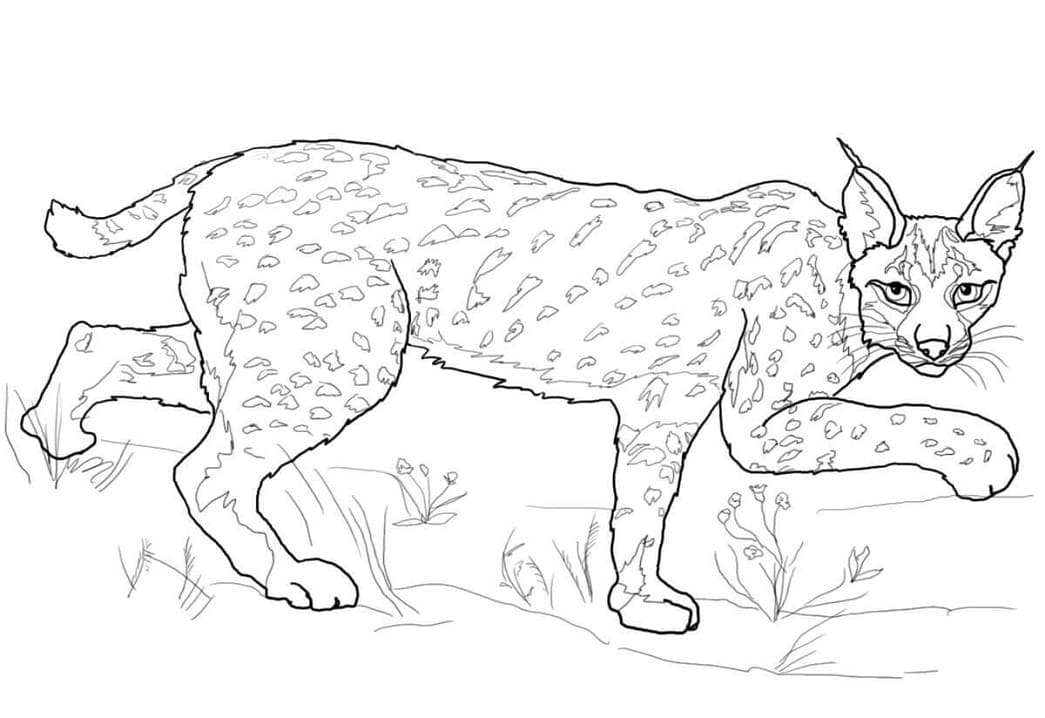 Lynx Cat coloring page