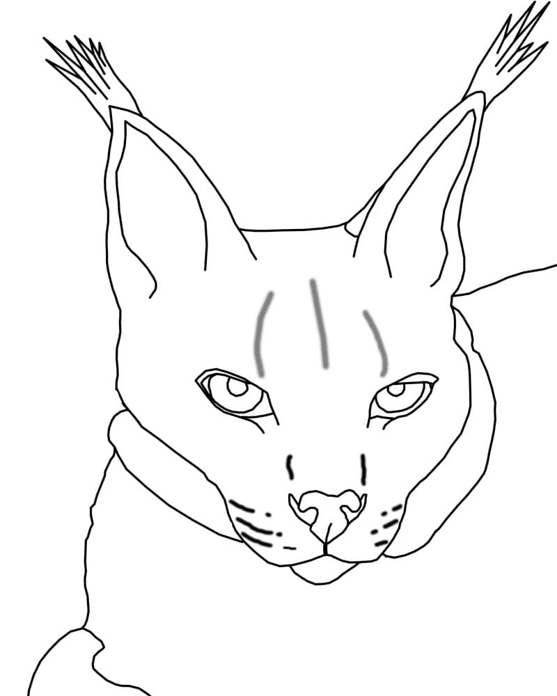 Lynx Face