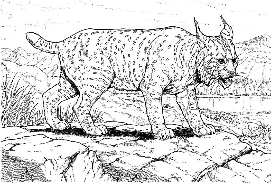 Lynx For Kids coloring page