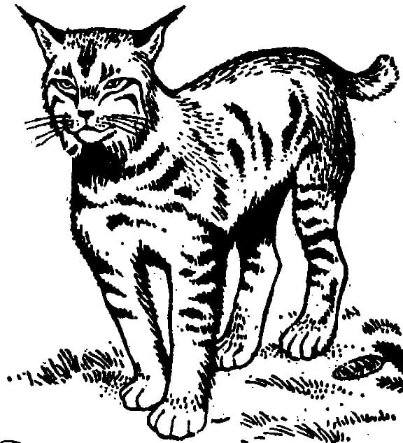 Lynx Free coloring page