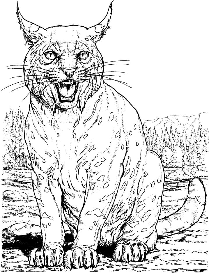 Lynx Free For Kids coloring page