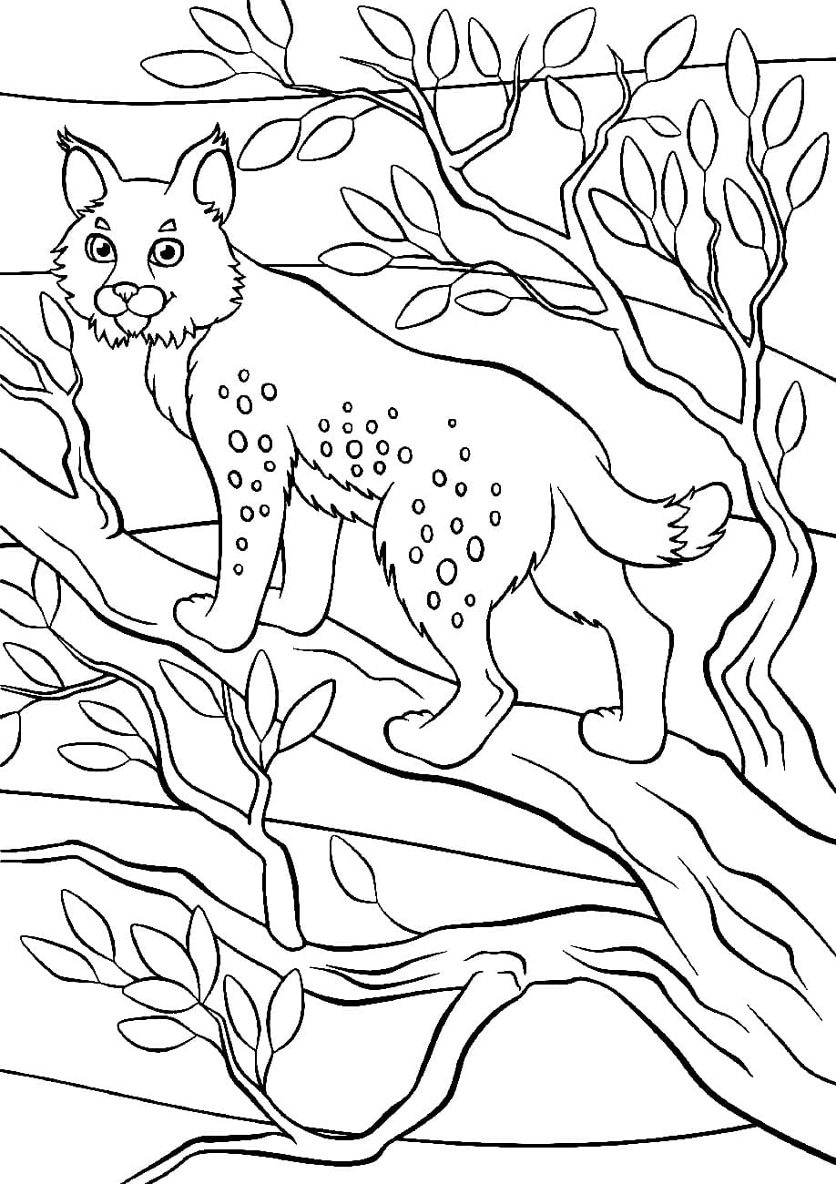 Lynx in the Tree coloring page