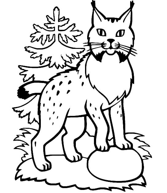 Lynx Wildcat coloring page