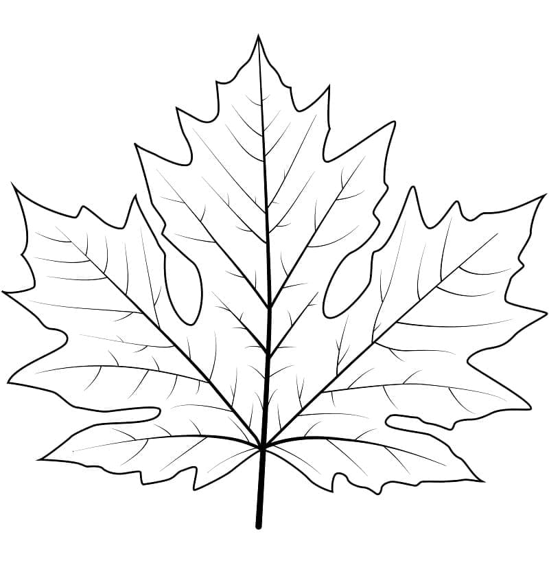 Maple Leaf For Free