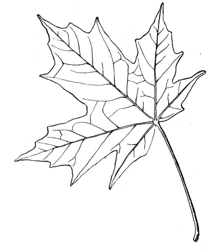 Maple Leaf Free coloring page