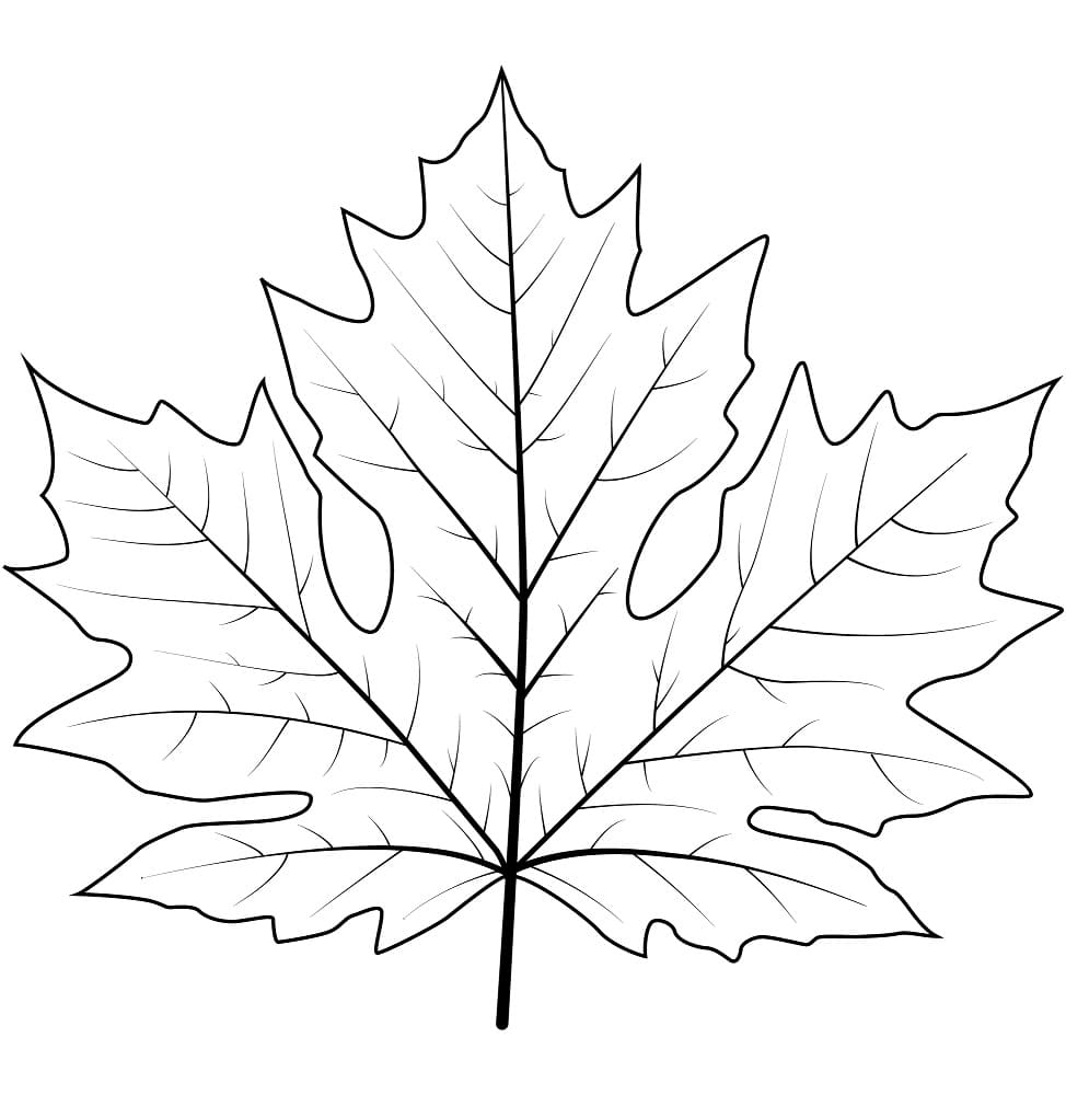 Maple Leaf Free For Kids