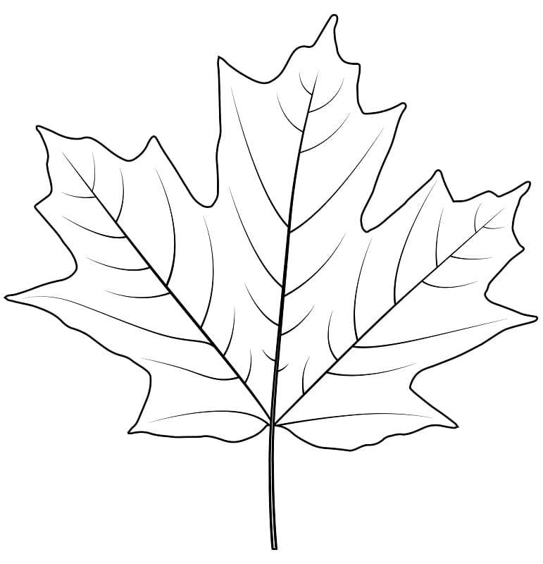 Maple Leaf to Print coloring page