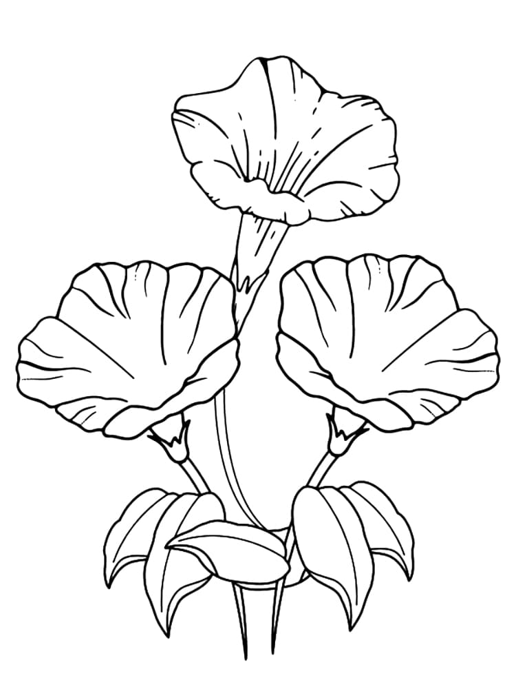 Morning Glory For Free coloring page