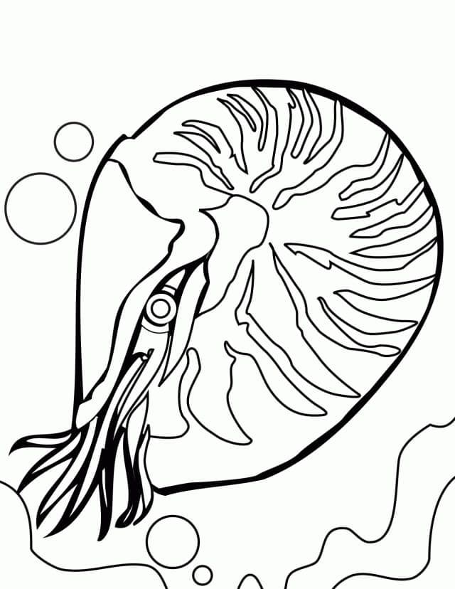 Nautilus Under the Sea coloring page