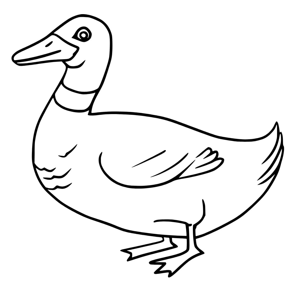 Normal Mallard Duck coloring page - Download, Print or Color Online for ...