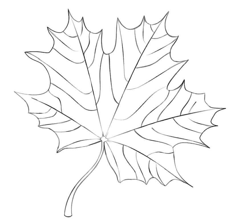 Normal Maple Leaf