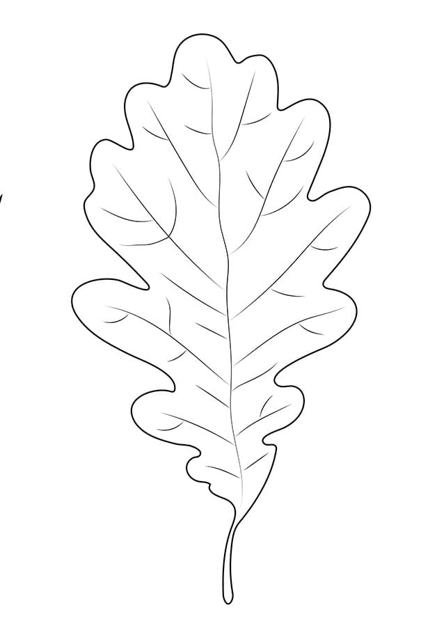 Normal Oak Leaf