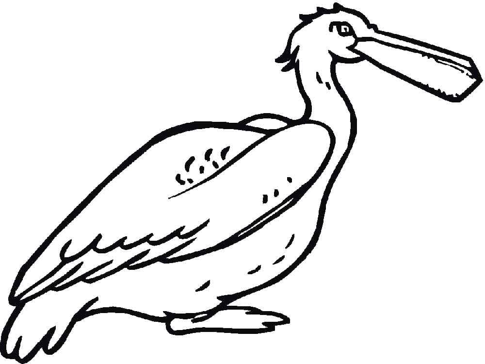 Normal Pelican coloring page