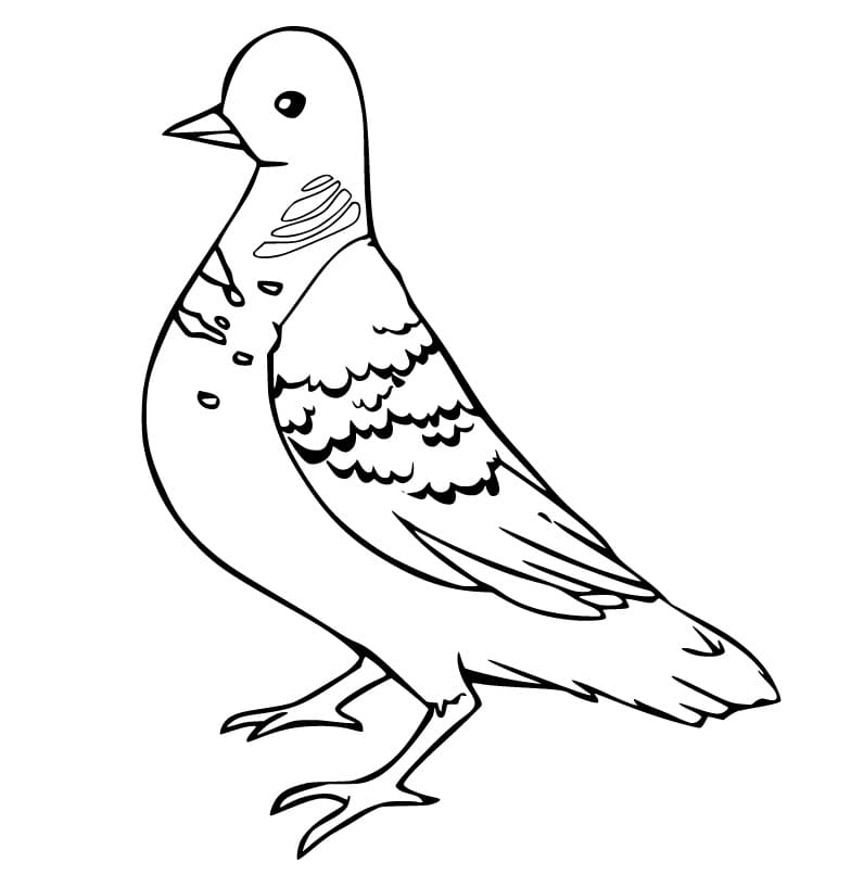 Normal Pigeon