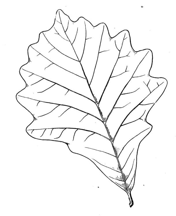 Oak Leaf coloring page