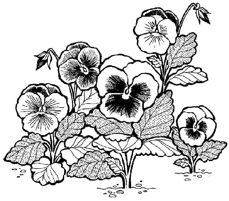 Pansies Image