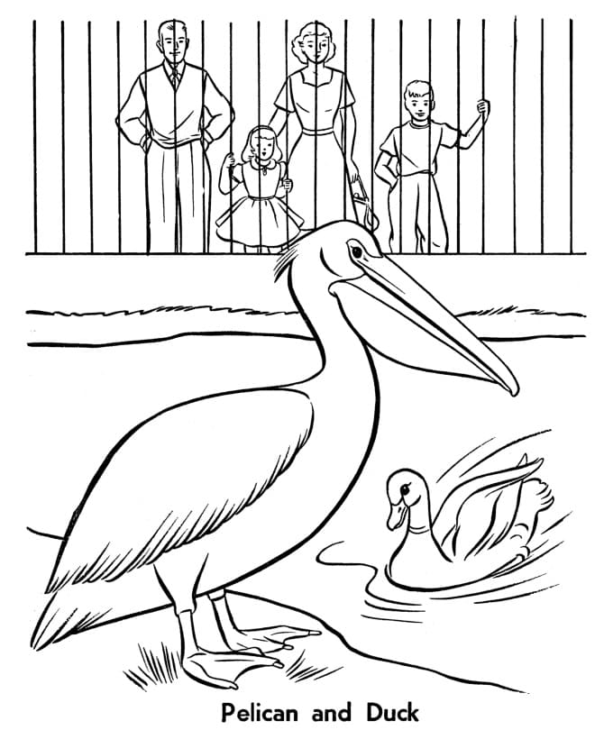 Pelican and Duck