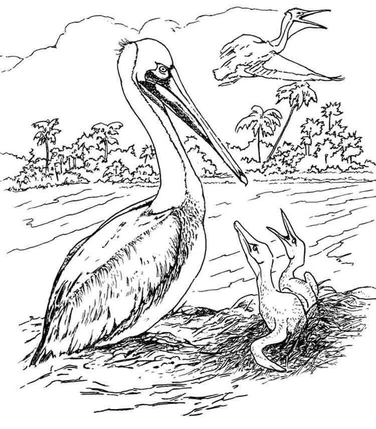 Pelican Family