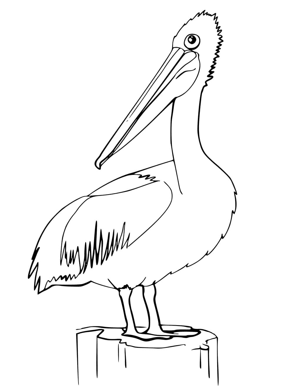 Pelican For Children