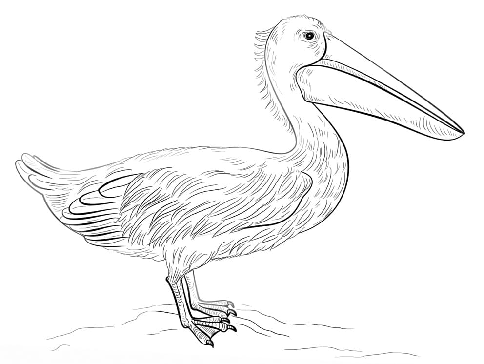 Pelican For Kids coloring page