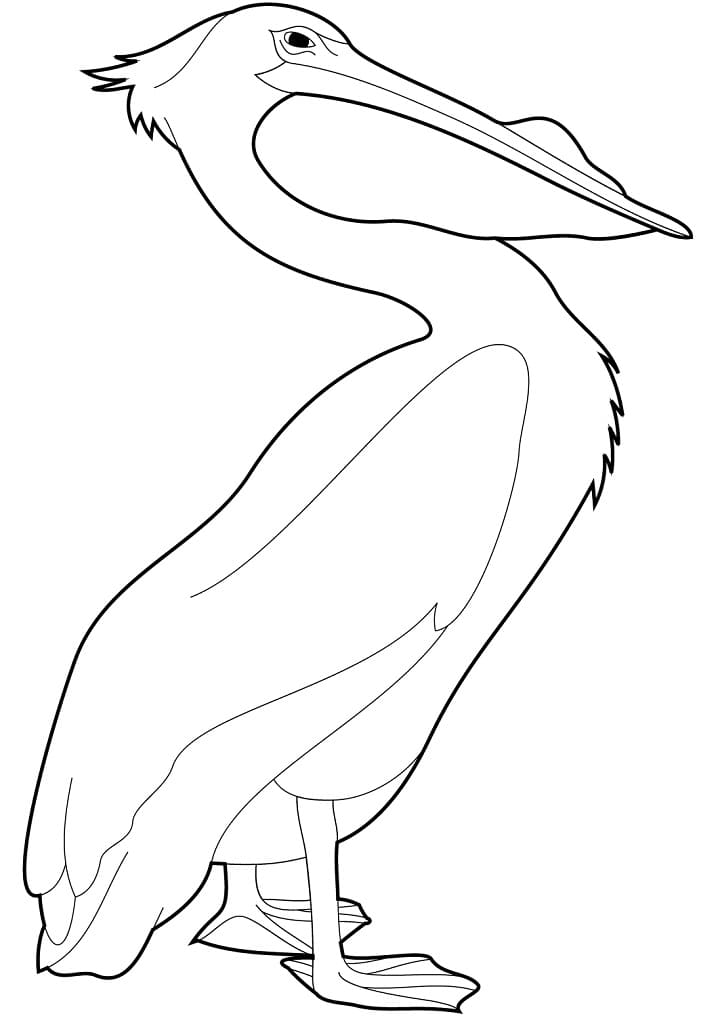 Pelican Free For Kids coloring page