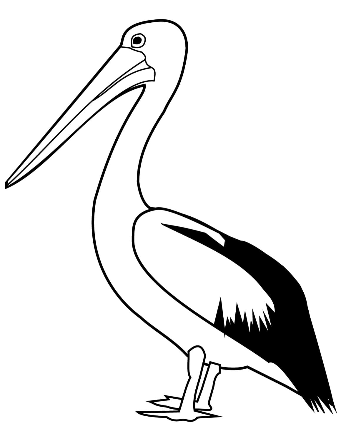 Pelican Printable For Kids coloring page