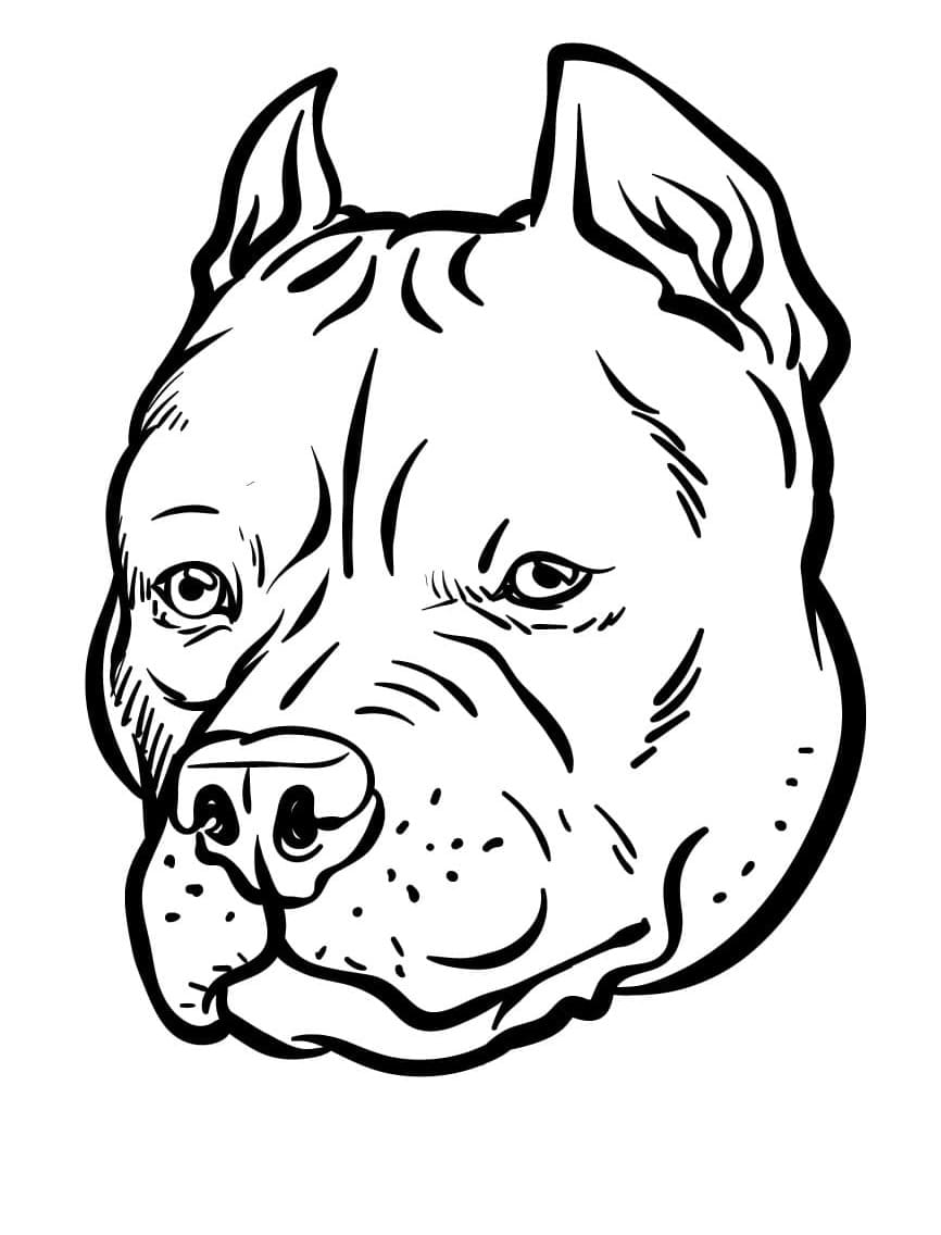 Pitbull Dog Head coloring page - Download, Print or Color Online for Free