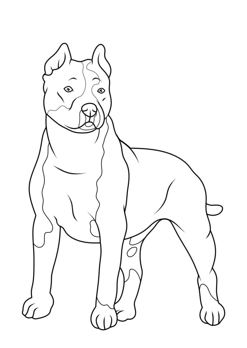 Pitbull For Kids coloring page