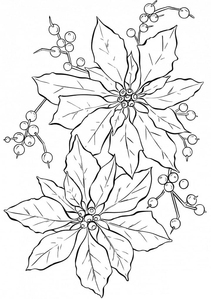 Poinsettia Image