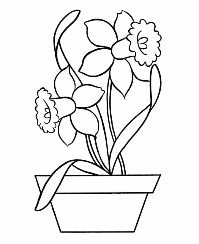 Pot of Daffodil coloring page