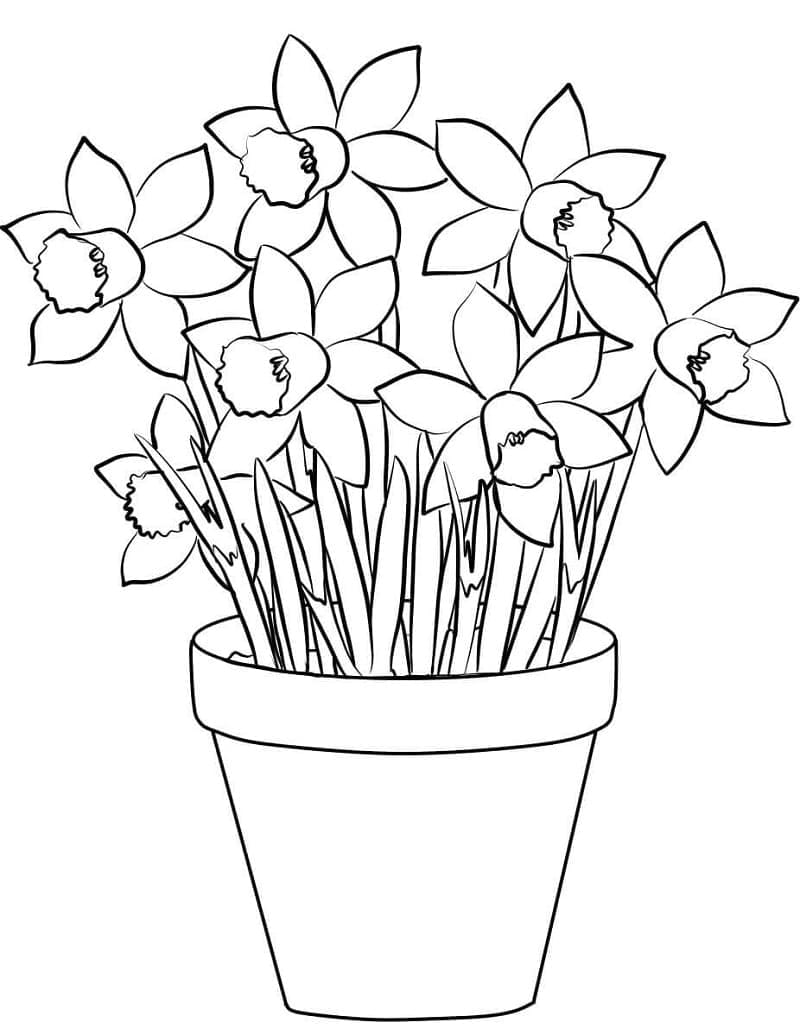 Pot of Daffodils