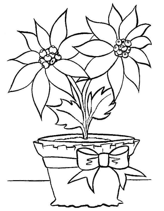 Pot of Poinsettia