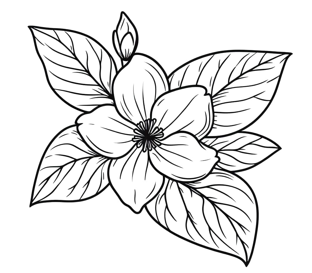 Jasmine flowers Hand drawn botanical illustration. Black and white outline  ink drawing. 14241028 Vector Art at Vecteezy