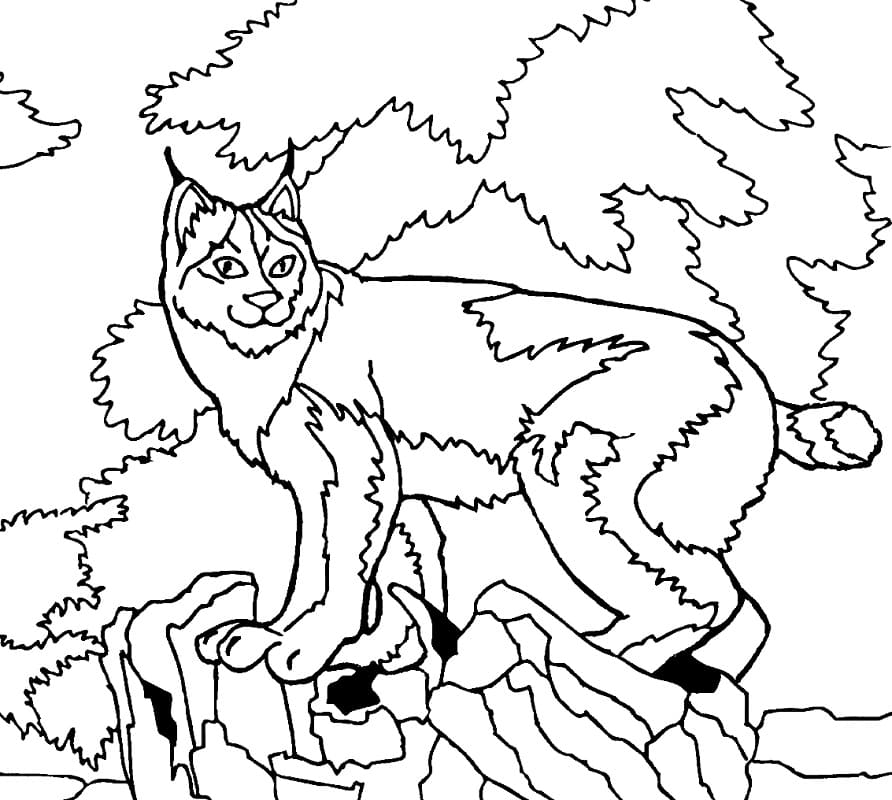 Print Lynx coloring page