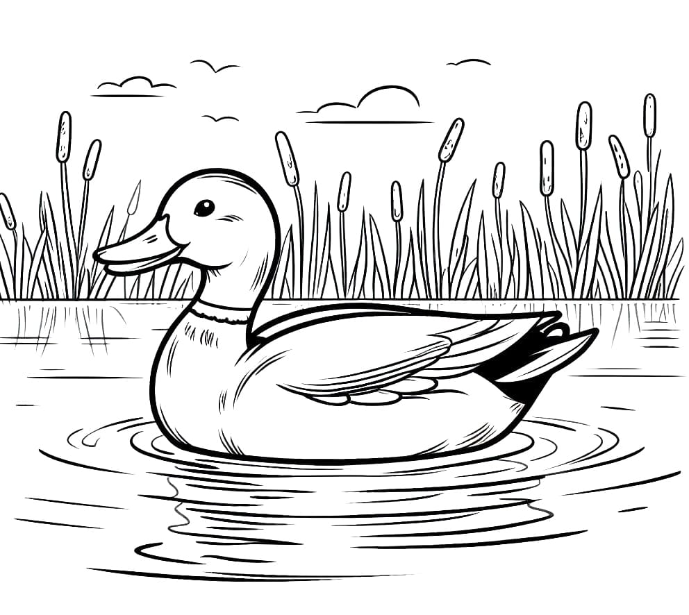 Print Mallard Duck coloring page - Download, Print or Color Online for Free