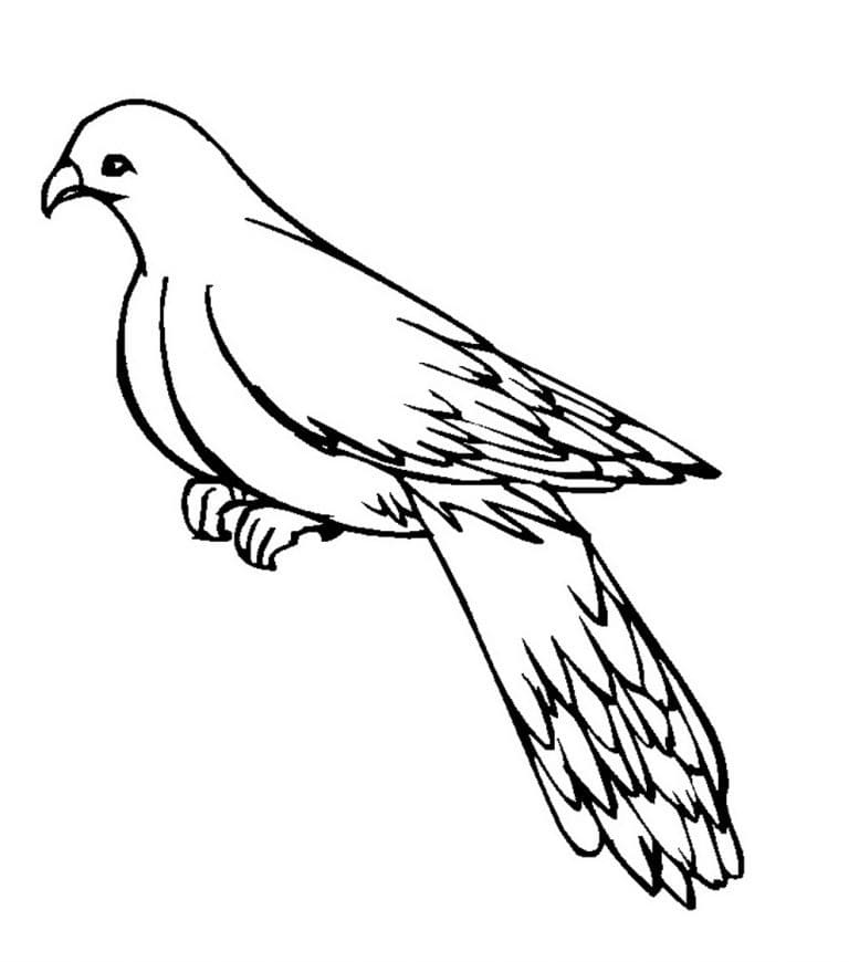 Print Pigeon coloring page