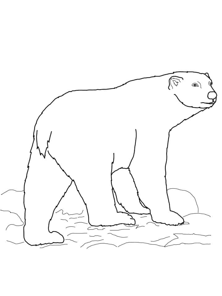 Print Polar Bear