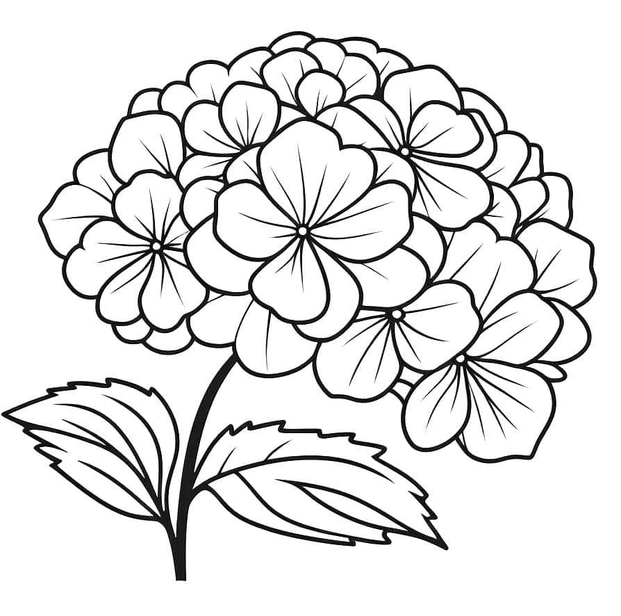 Printable Hydrangea Flower