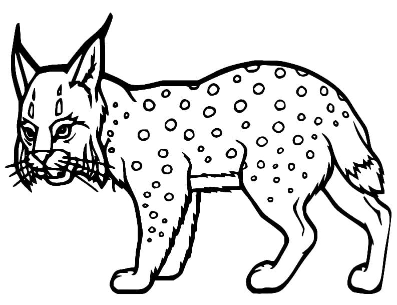 Printable Lynx coloring page