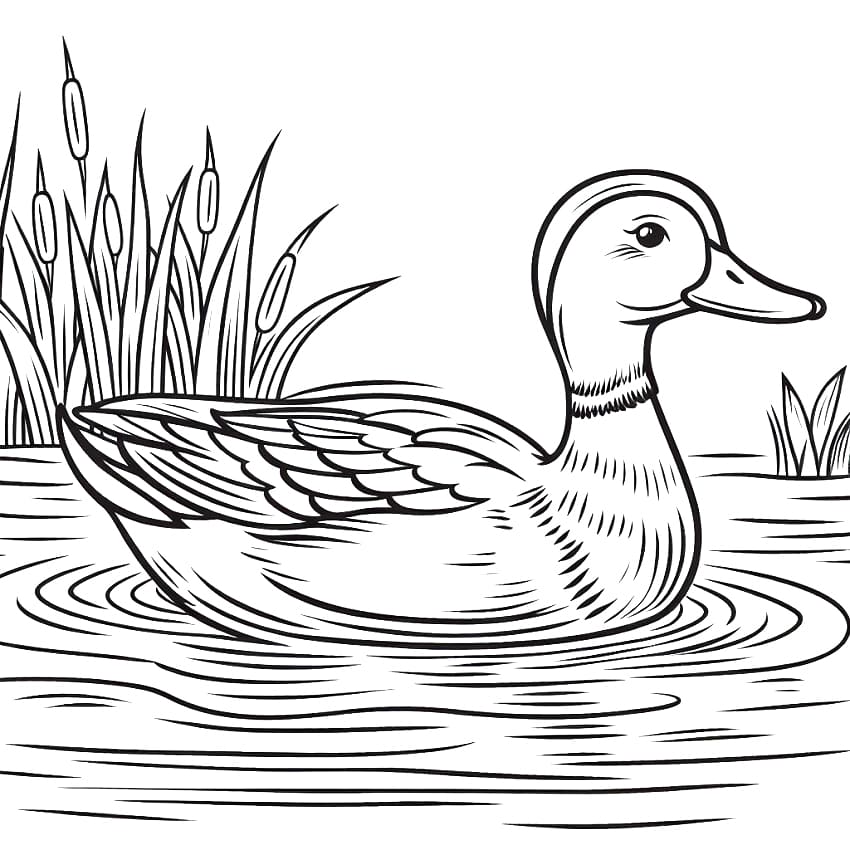 Printable Mallard Duck coloring page - Download, Print or Color Online ...
