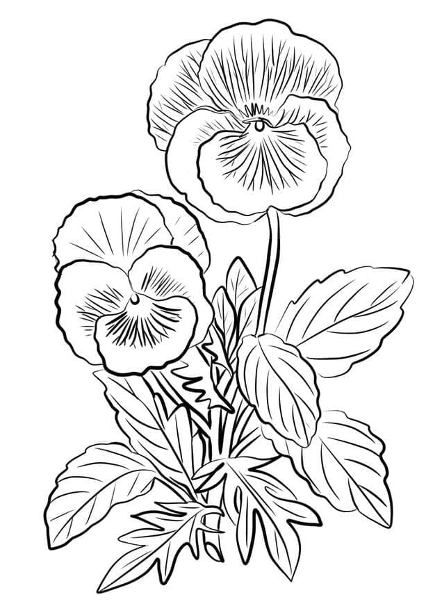 Printable Pansy