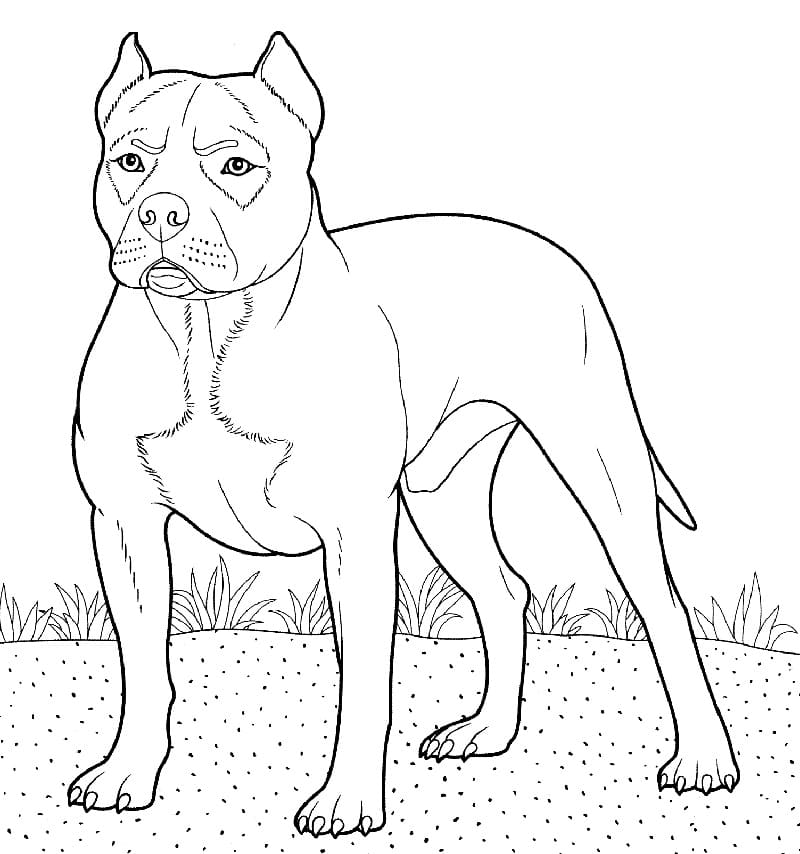 Printable Pitbull