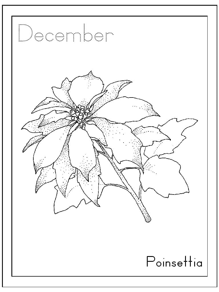 Printable Poinsettia