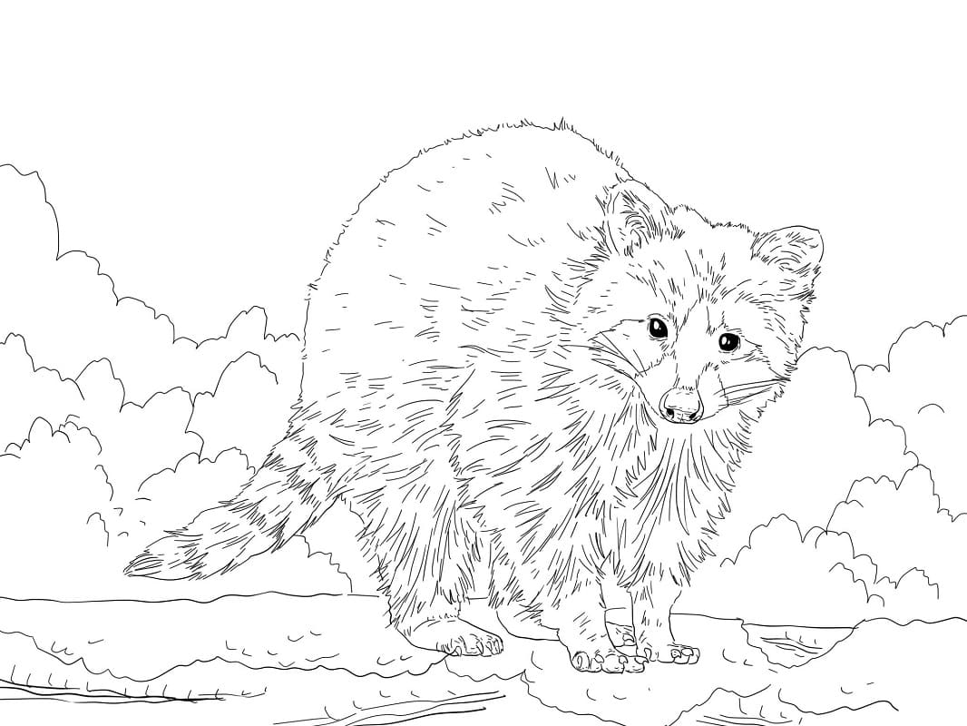 Raccoon Free Printable coloring page