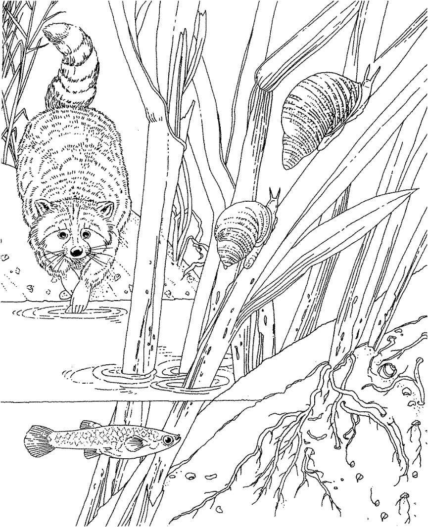 Raccoon In the Wild coloring page