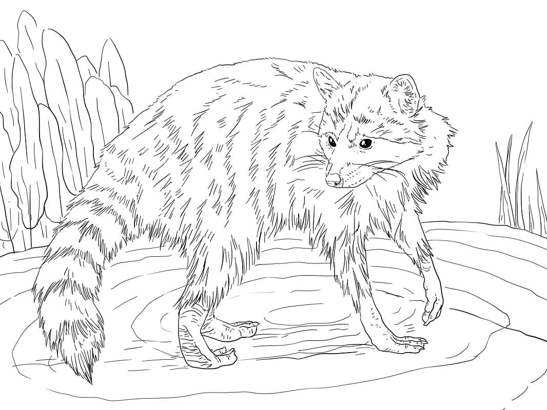 Raccoon Printable coloring page