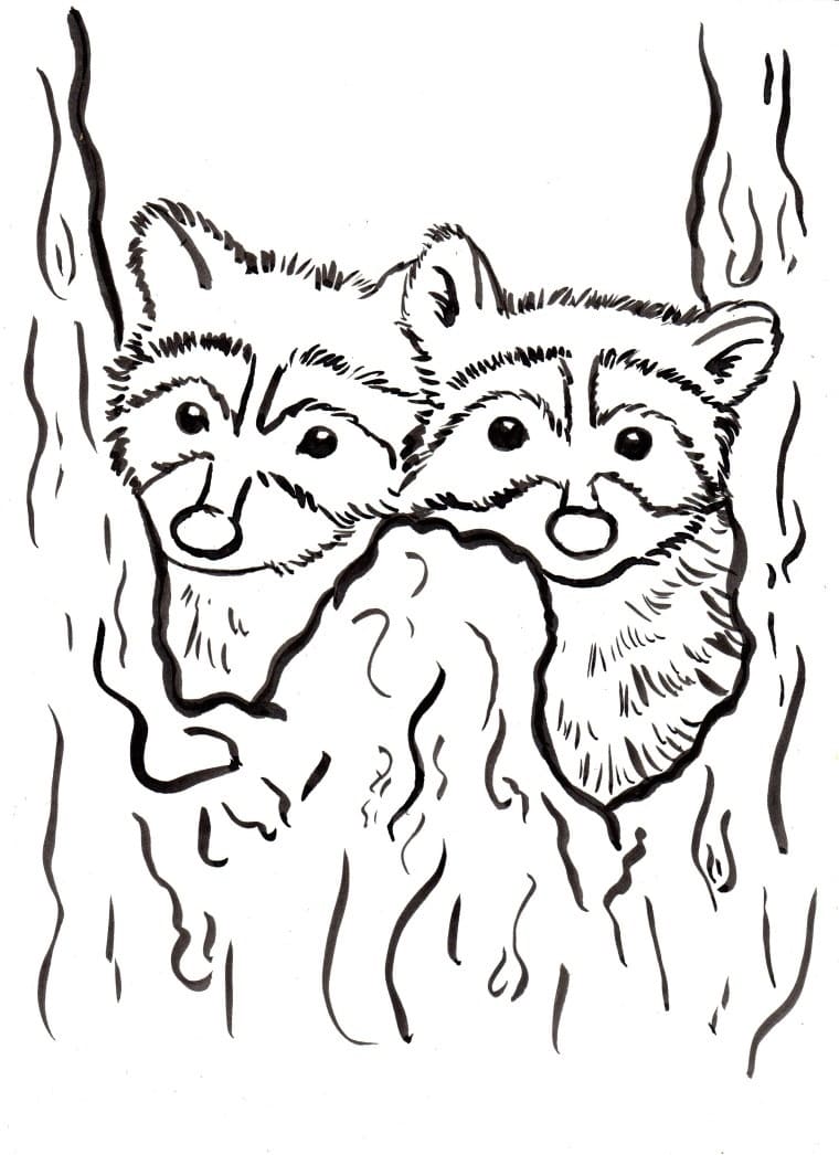 Raccoons Image coloring page