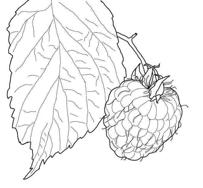 Raspberry and Leaf coloring page