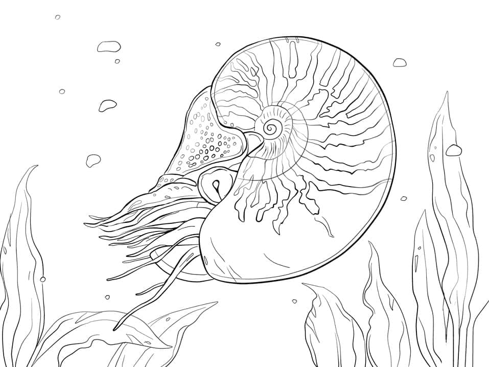 Realistic Nautilus coloring page